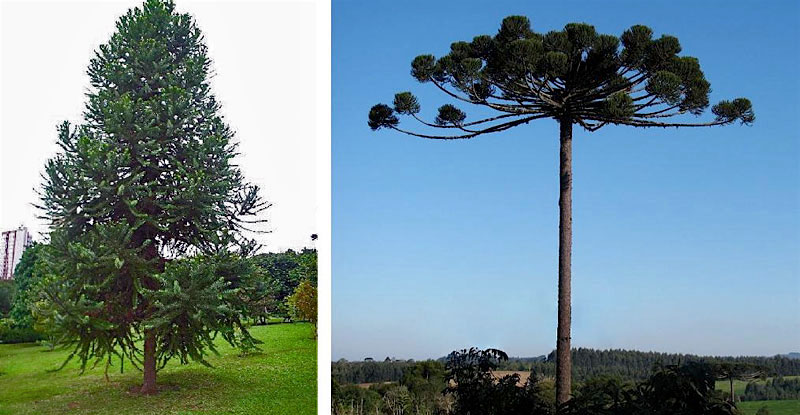 Araucaria angustifolia